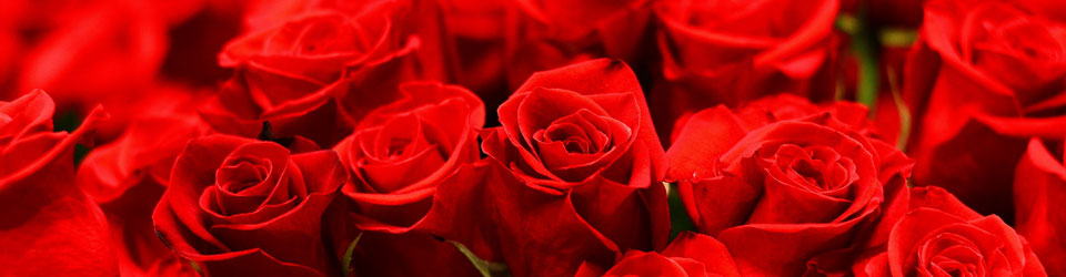 Красные розы символ любви